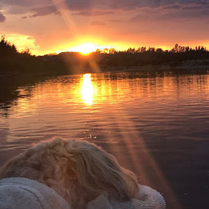 Meet your Posher, Finn